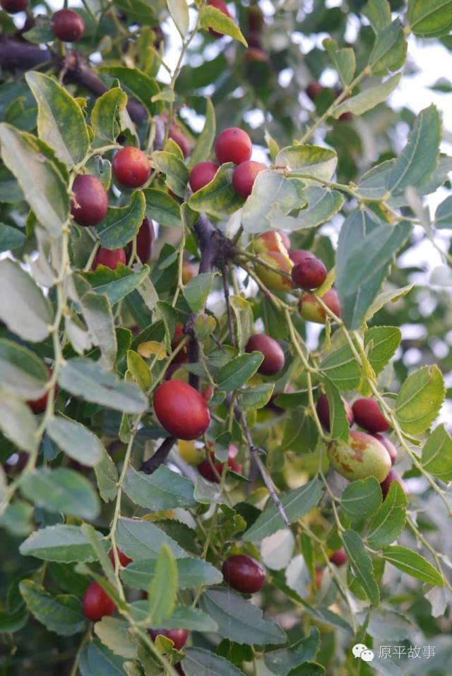 回顾| 金秋,在原平的山沟沟里打酸枣