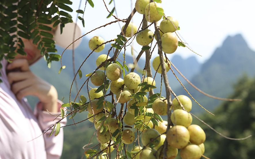 贵港平南:小小余甘果,竟藏着那么大的药用功效,还能走上致富之路!