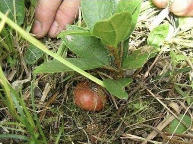 山坡下的1种"地瓜泡",果子比"樱桃"漂亮,见到别踩它,珍贵