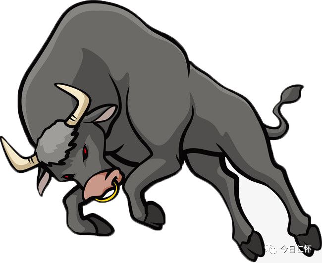 后山"醉"牛争霸赛明日开赛!