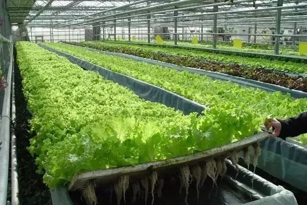 惊叹蔬菜年产19茬亩产高达12万这个神奇大棚怎么做到的