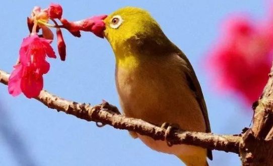 地球上10大最粘人的鳥八哥居榜首相思鳥排第六你養了哪種