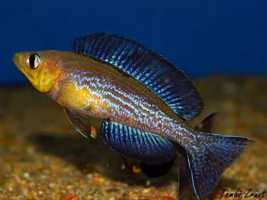 图鉴专栏gt线野生坦湖订单图鉴20191002