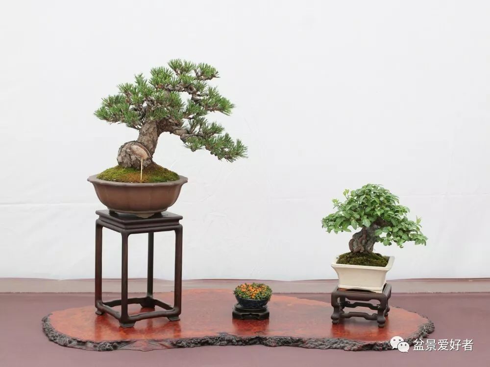 2019沭阳盆景精品展微型小品盆景一览高清大图