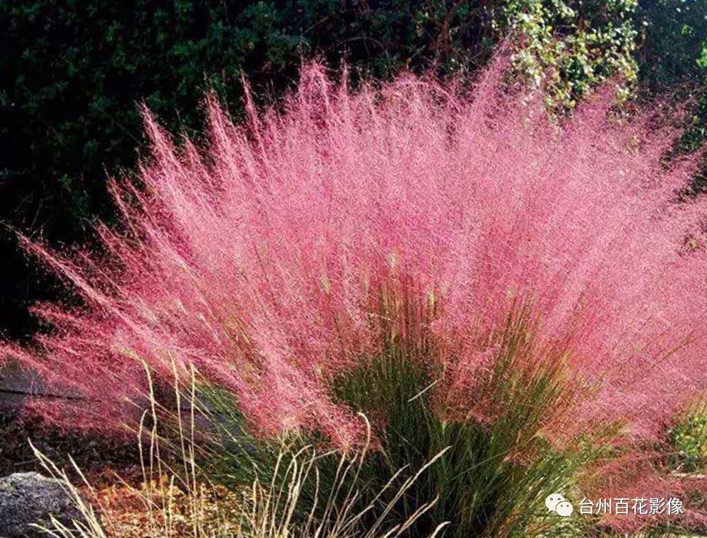 天台龙溪始丰源村的那片粉黛乱子草已盛开