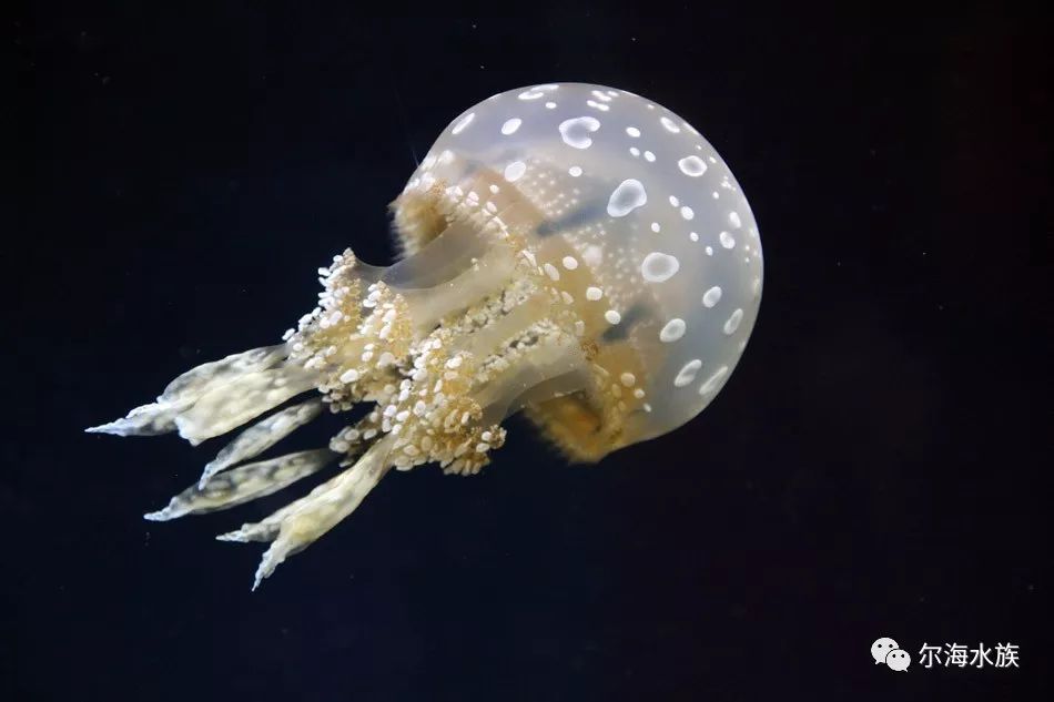 高杯水母缘叶水母手曳水母僧帽水母太平洋海刺水母蛋黄水母盒水母-the