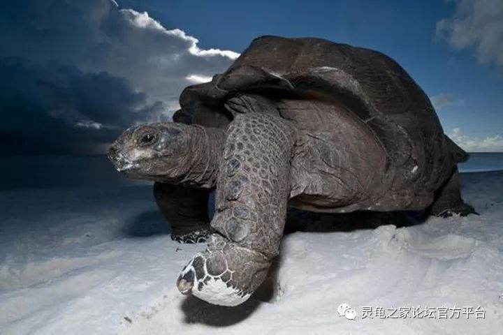 亚达伯拉象龟丰富化图片