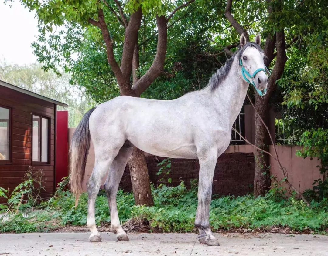 在售多匹2岁温血公马