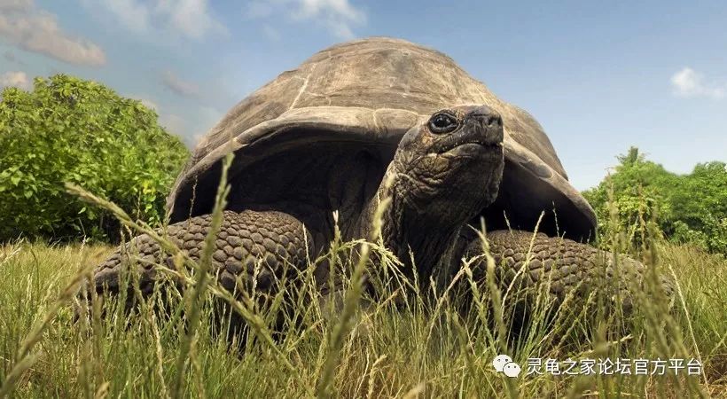 海岛巨龟之亚达伯拉象龟