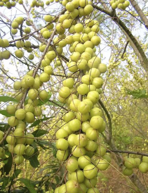 贵港平南:小小余甘果,竟藏着那么大的药用功效,还能走上致富之路!