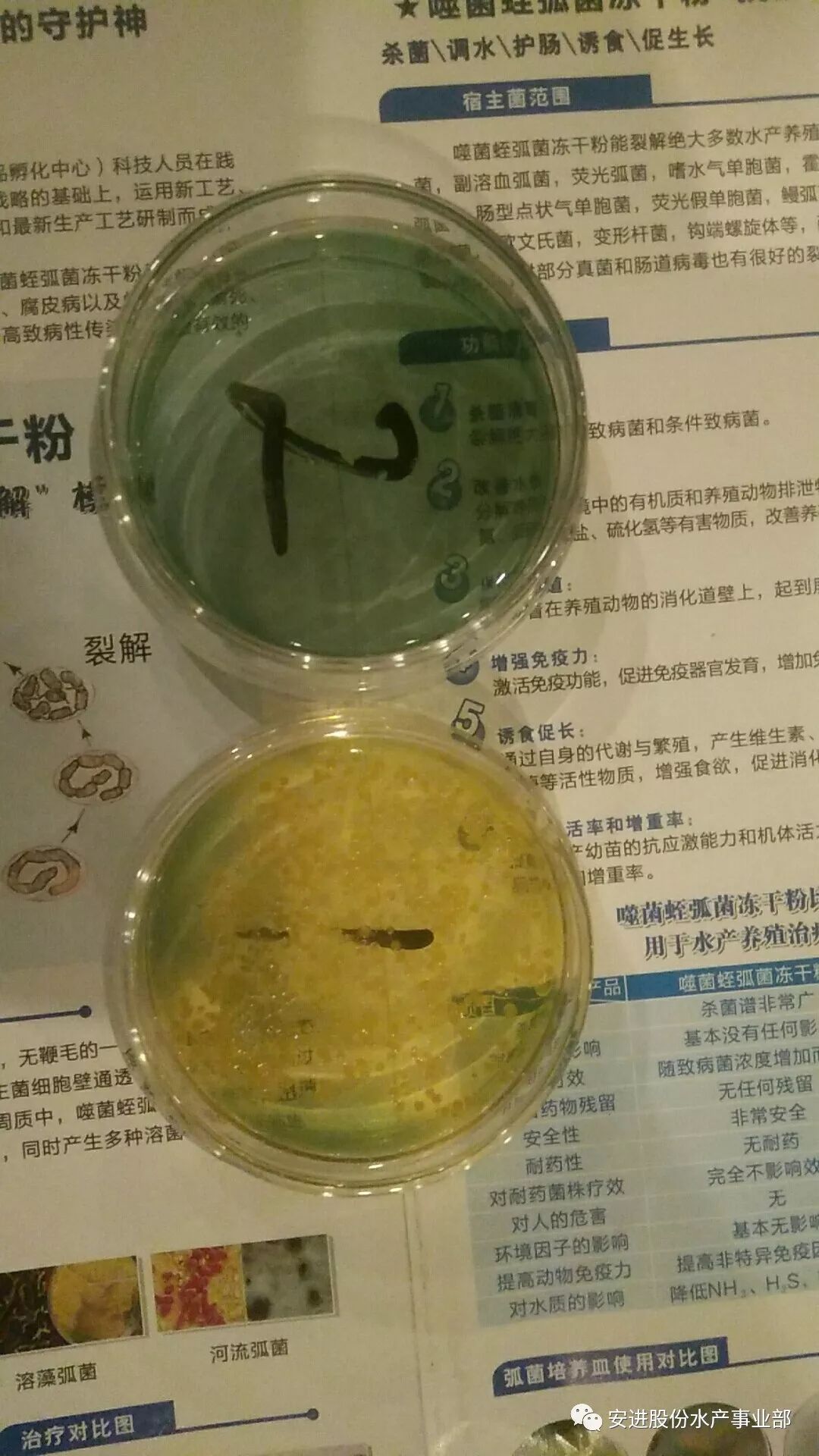 水產養殖弧菌猖狂,怎麼處理?