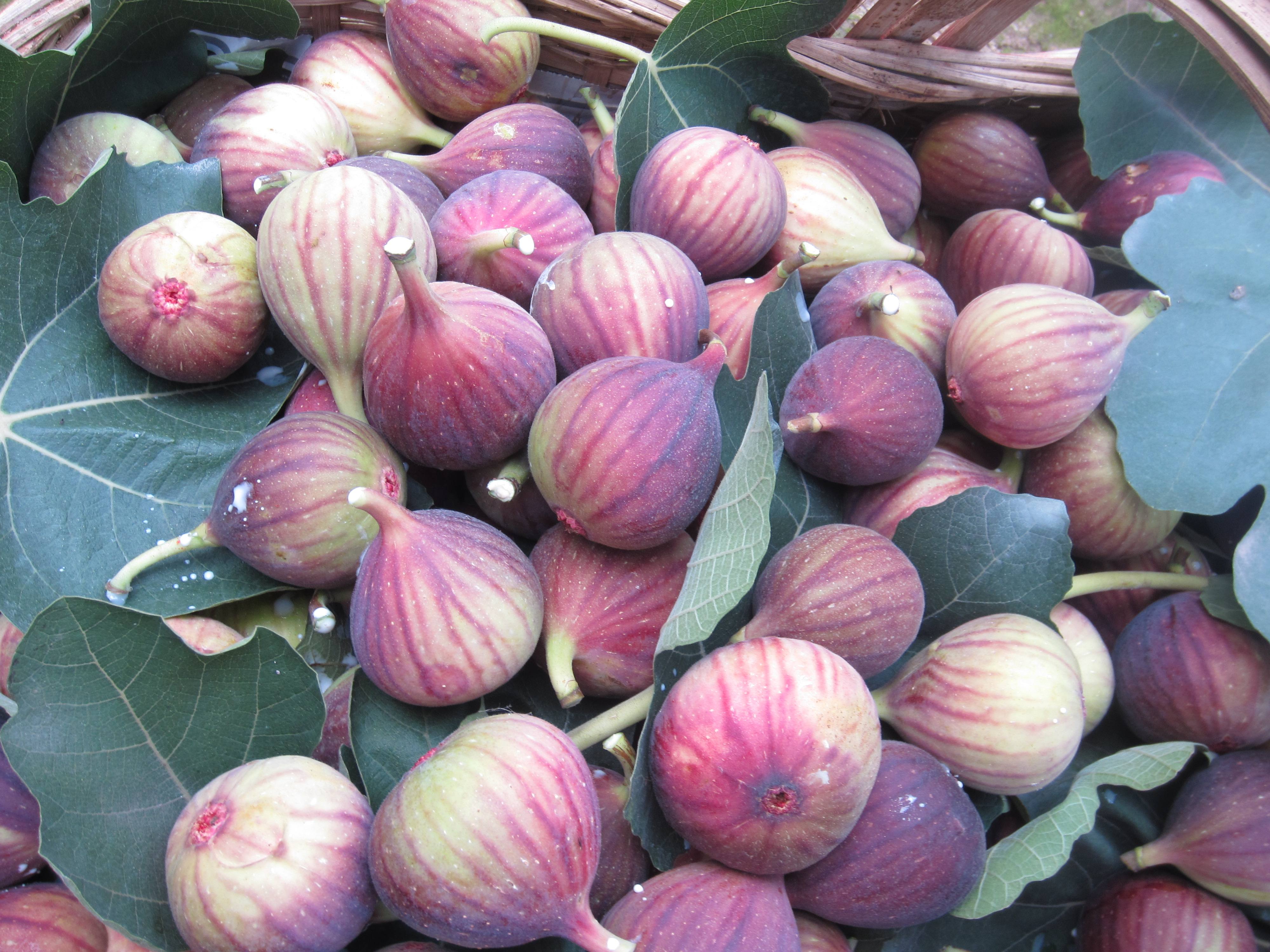 玛斯义陶芬无花果栽培技术