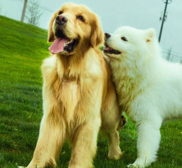 一只金毛和萨摩耶的友谊画面无限美