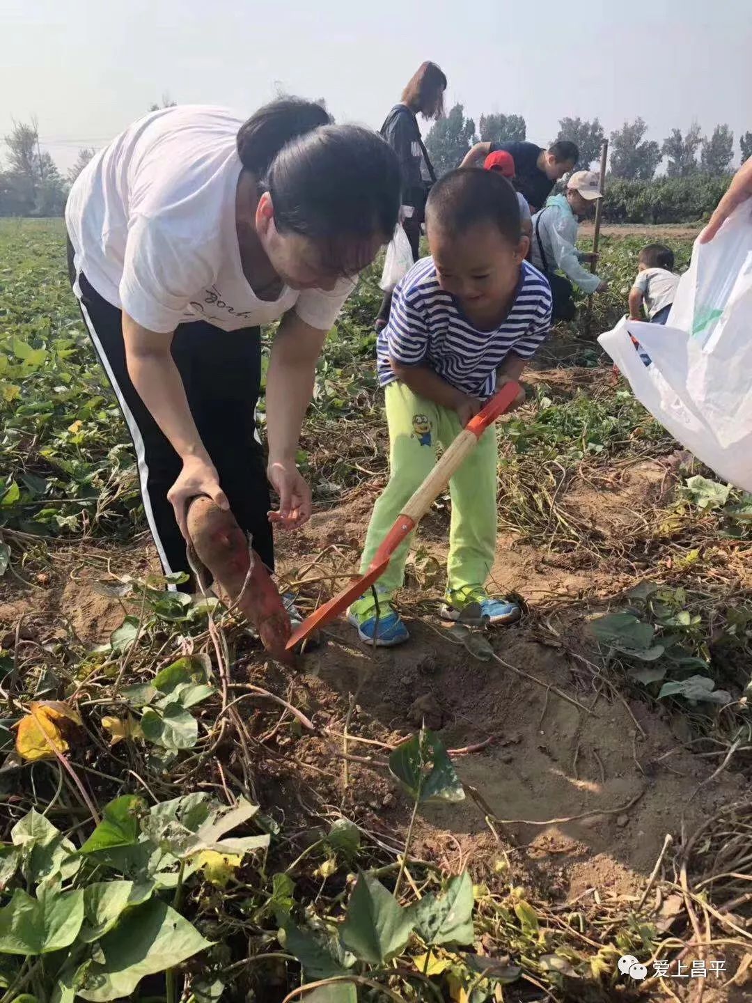 带娃干农活儿南口农场挖红薯摘玉米采摘正当时
