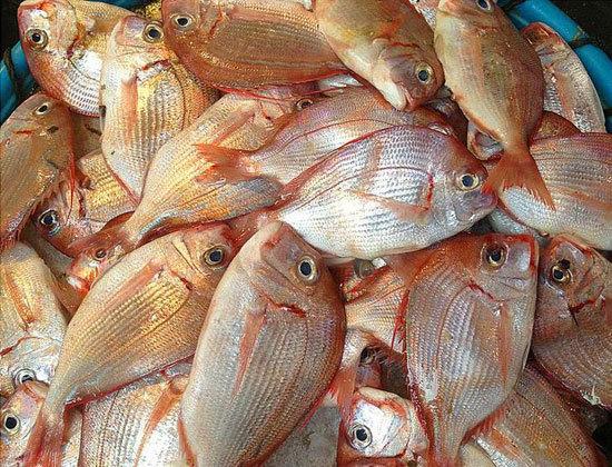 东山岛小渔翁说:国内十大最好吃的鱼类之一,能防过敏的赤鯮鱼