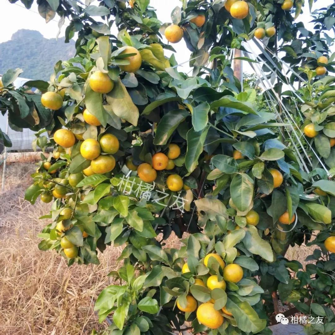 南丰蜜桔陆续上市,沙糖桔早熟产区进入着色期,预计11月开始上市!