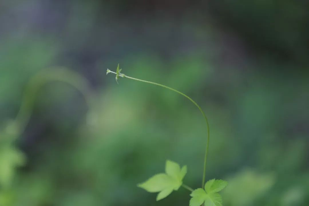 假日品讀淡泊寧靜坦然一生