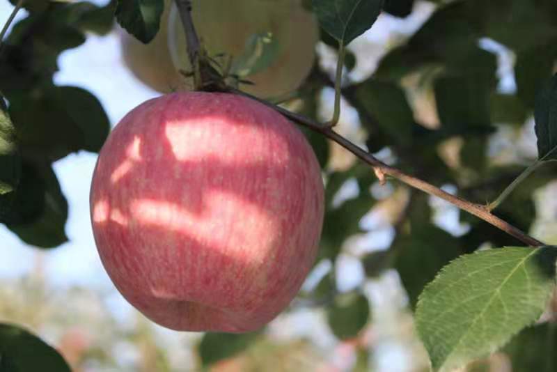 苹果-陕西宜君苹果简介