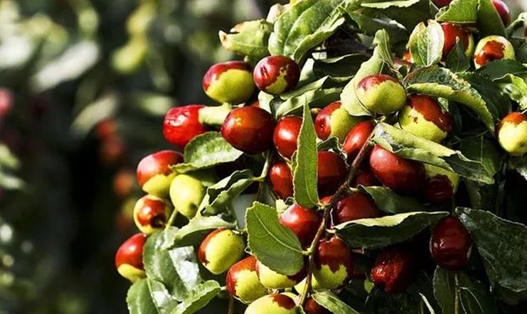 瞅着朱红的秋枣,看着眼前丰收的一切.