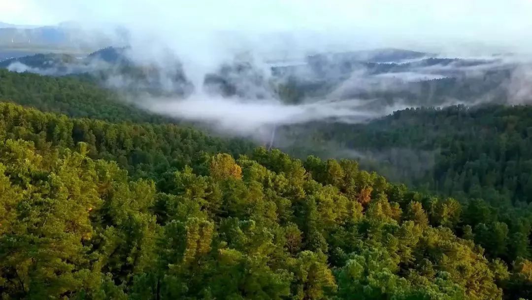 龙江之歌再次唱响见证伊春林区为共和国树起绿色生态屏障