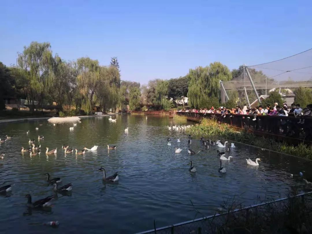 65张照片直击太原动物园人比动物多虎园提前闭园满地垃圾