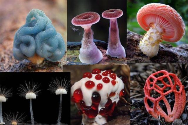 澳大利亚首次发现真菌火焰茸奇毒无比可致人脑萎缩
