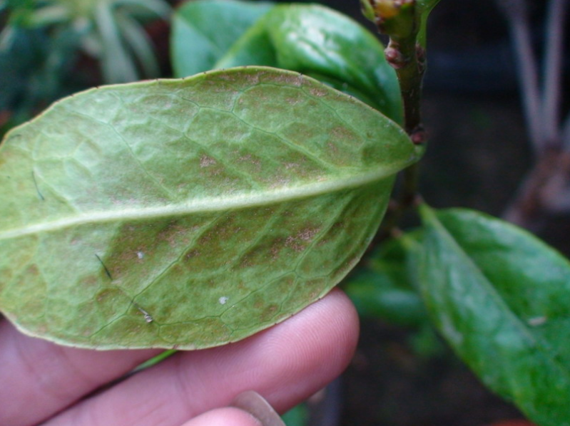 在夏秋季节高温干旱的情况下幼龄茶花很容易感染锈壁虱,所以除了环境