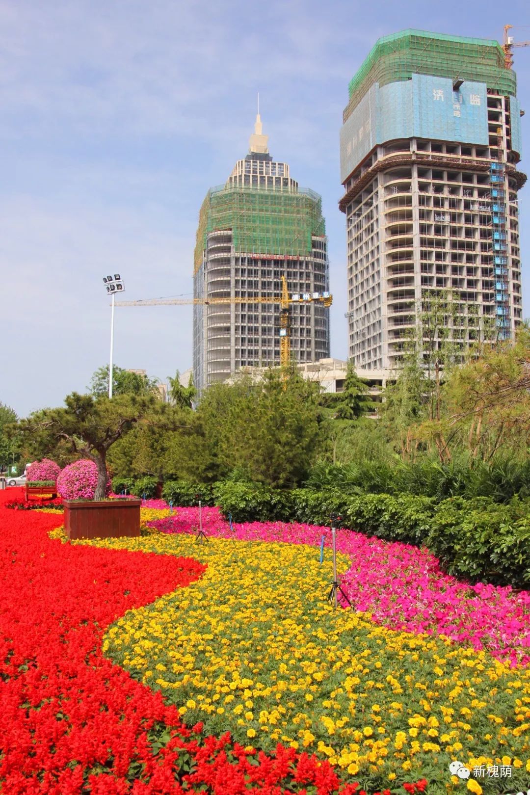 "扮靓槐荫,绿化先行"槐荫园林助力城市品质提档升级