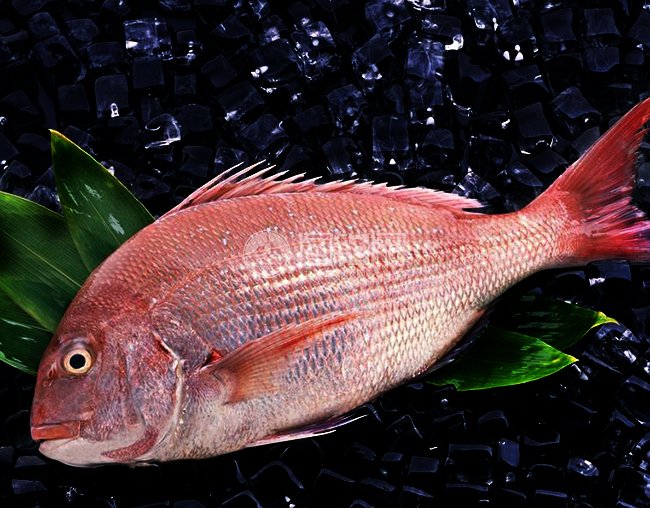 浪漫是她的代名词,你知道是哪里吗?