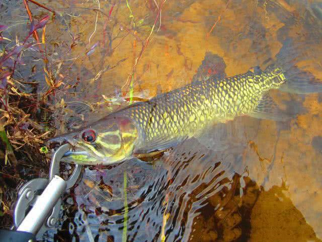新疆钓狗鱼,生性粗暴贪婪,一天可以吃掉和自己体重相当的食物