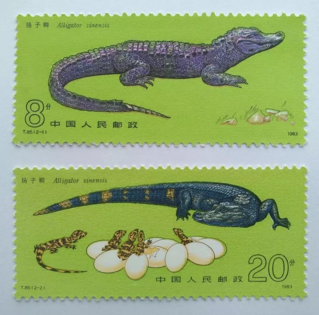 可爱的中国 奋进的上海 | 刚满周岁的扬子鳄宝宝国庆期间正式和大家