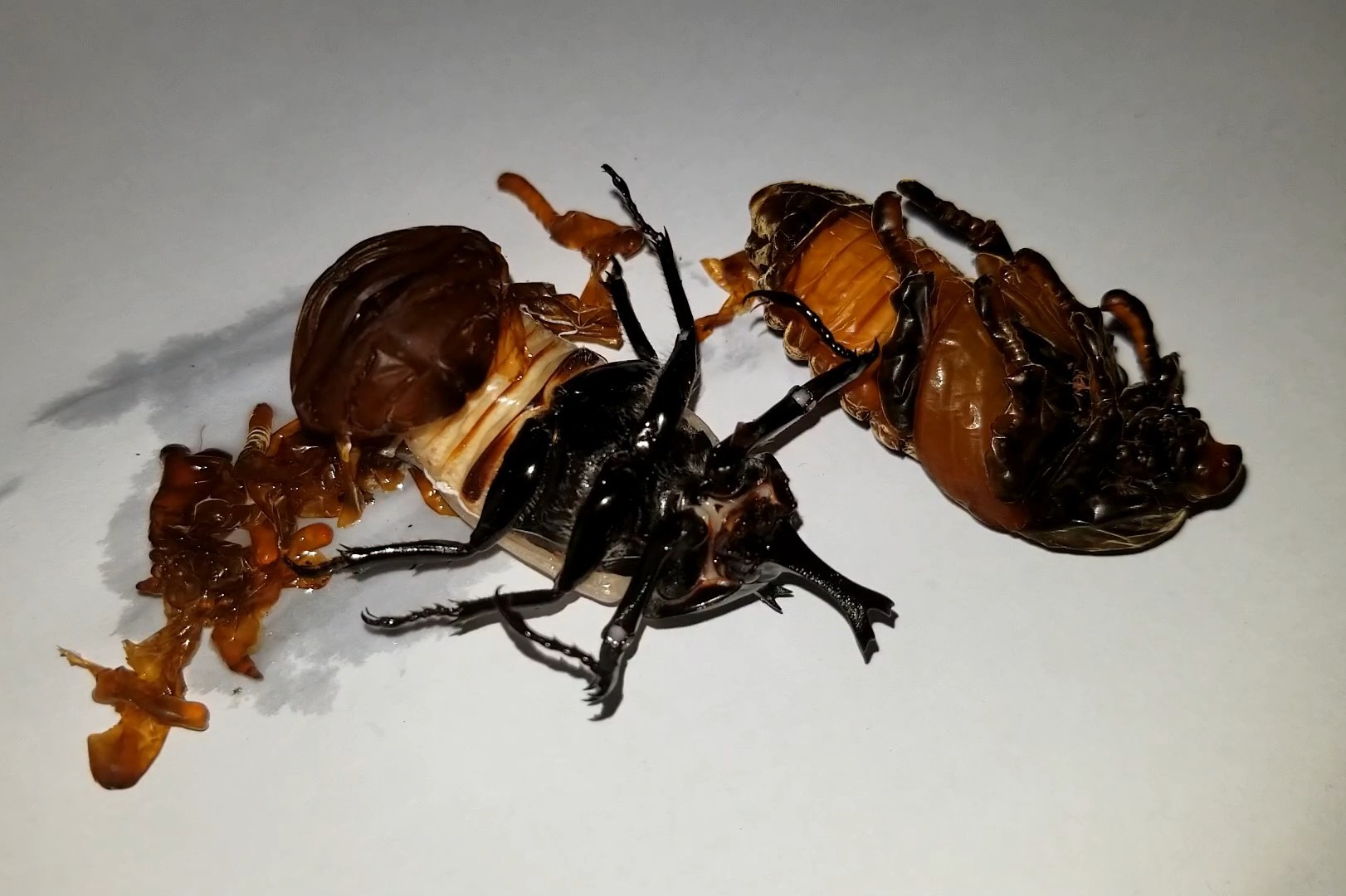 注意了各位这只独角仙要蜕皮了屎壳郎的进化史