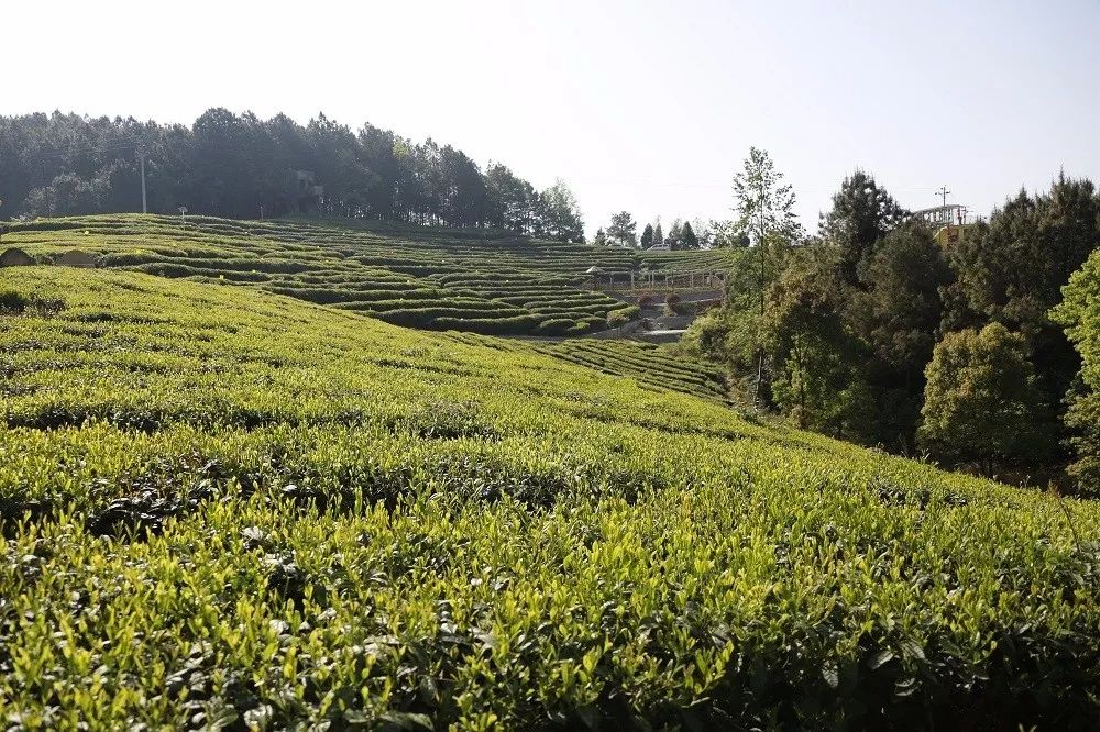 皇家山景区位于平昌县西南部,辖西兴皇山,白龙,五童,光明和土垭晨光5