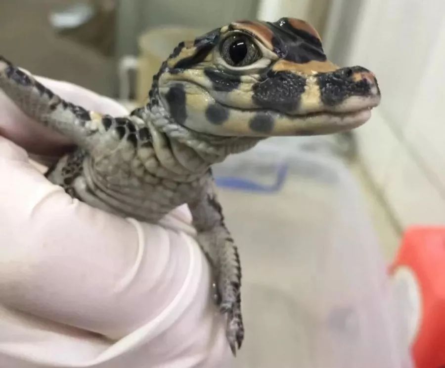 可爱的中国 奋进的上海 | 刚满周岁的扬子鳄宝宝国庆期间正式和大家