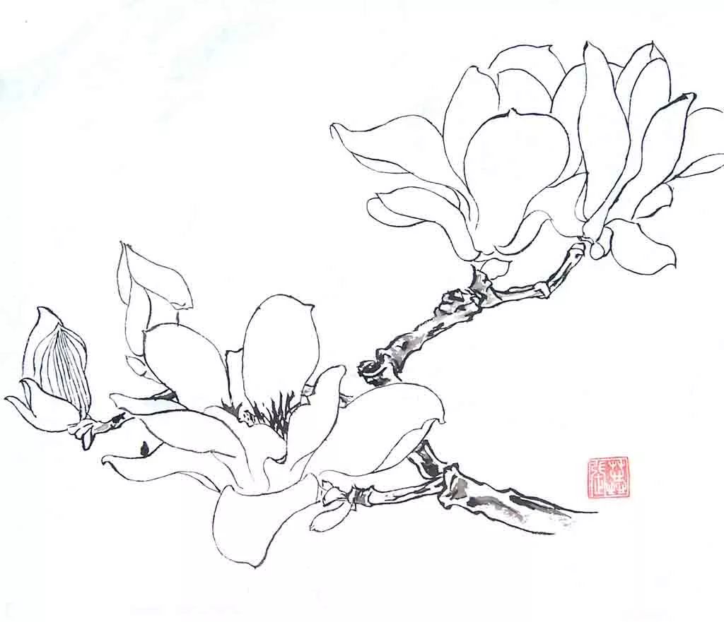 工笔花卉白描技法特点详解,难得的好教程!_线条