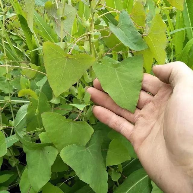 在农村常见的"降龙草",蛇见了都绕道走,虽不起眼却价值高