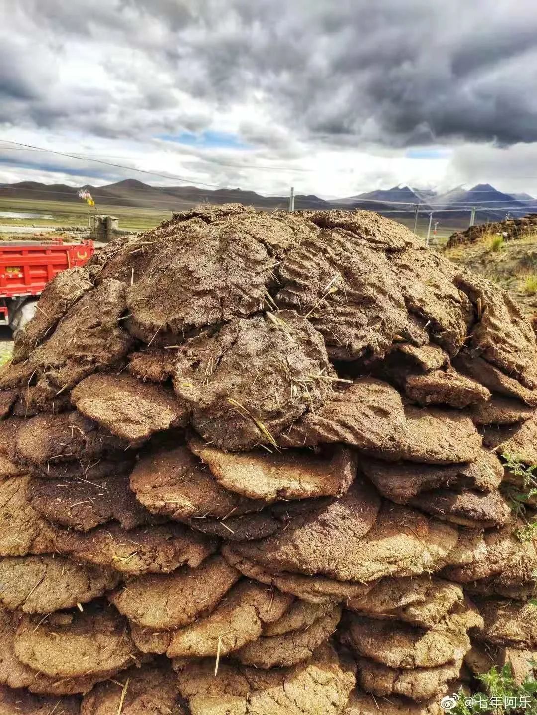 牛粪居然可以用来炫富据说连金子都能被它比下去