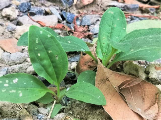 原创农村有一种不起眼的野草,叶子与猪耳朵相似,市场售价5元一斤