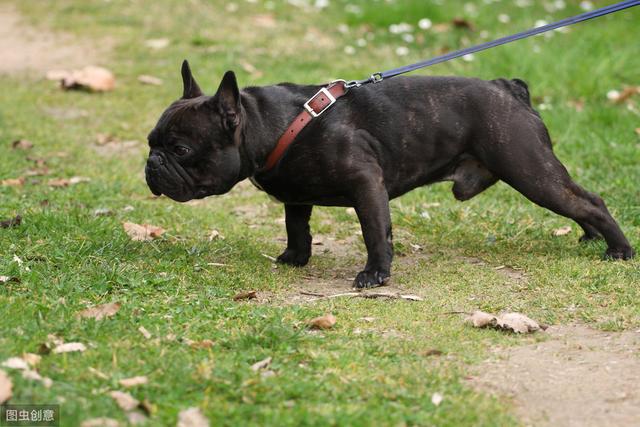 早年前朋友在我这儿寄养的一只法国斗牛犬