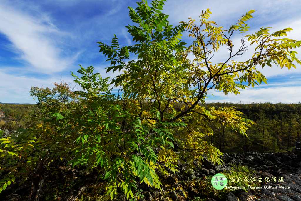 原創婆娑盡美黃菠蘿畢拉河石海黃菠蘿抒懷