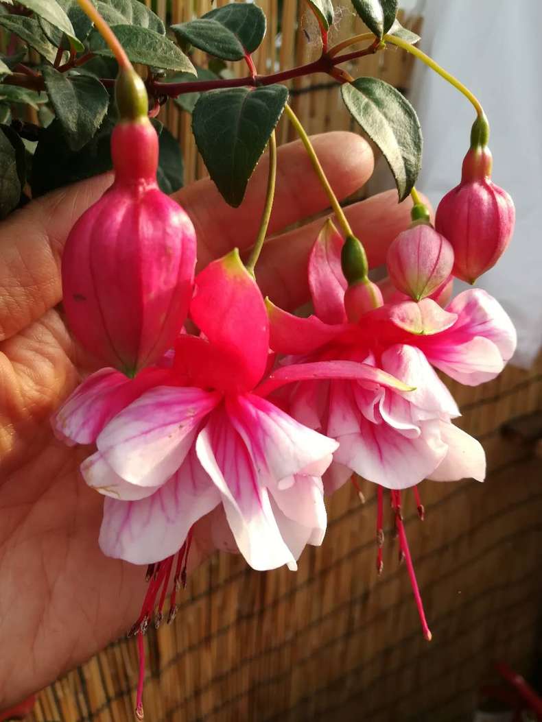 倒挂金钟黄叶,这样重新栽种,不再黄叶!_叶子