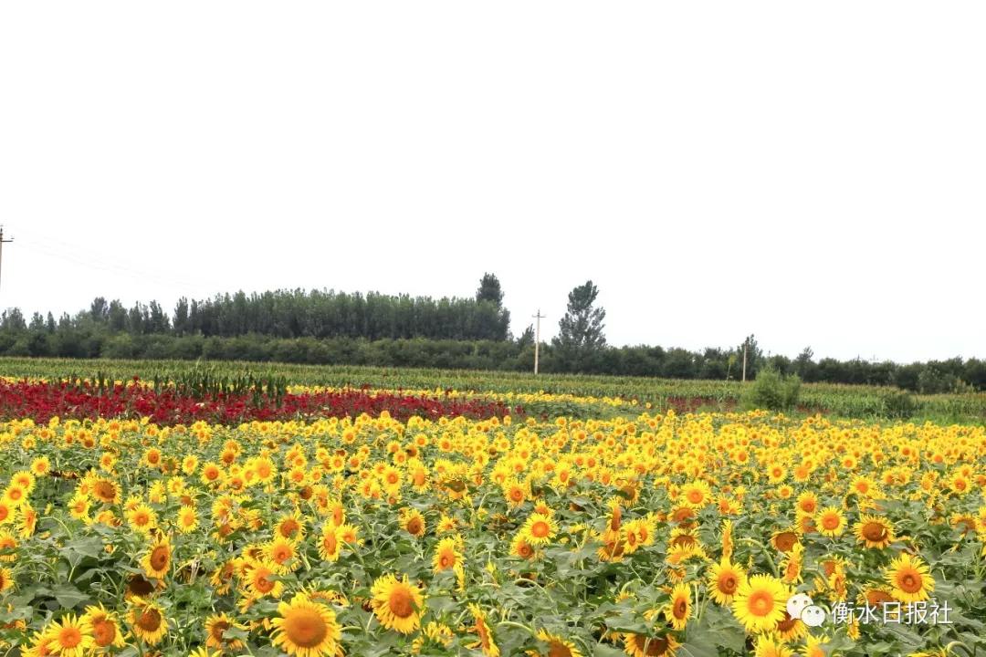 安平县杨屯村油菜花节图片