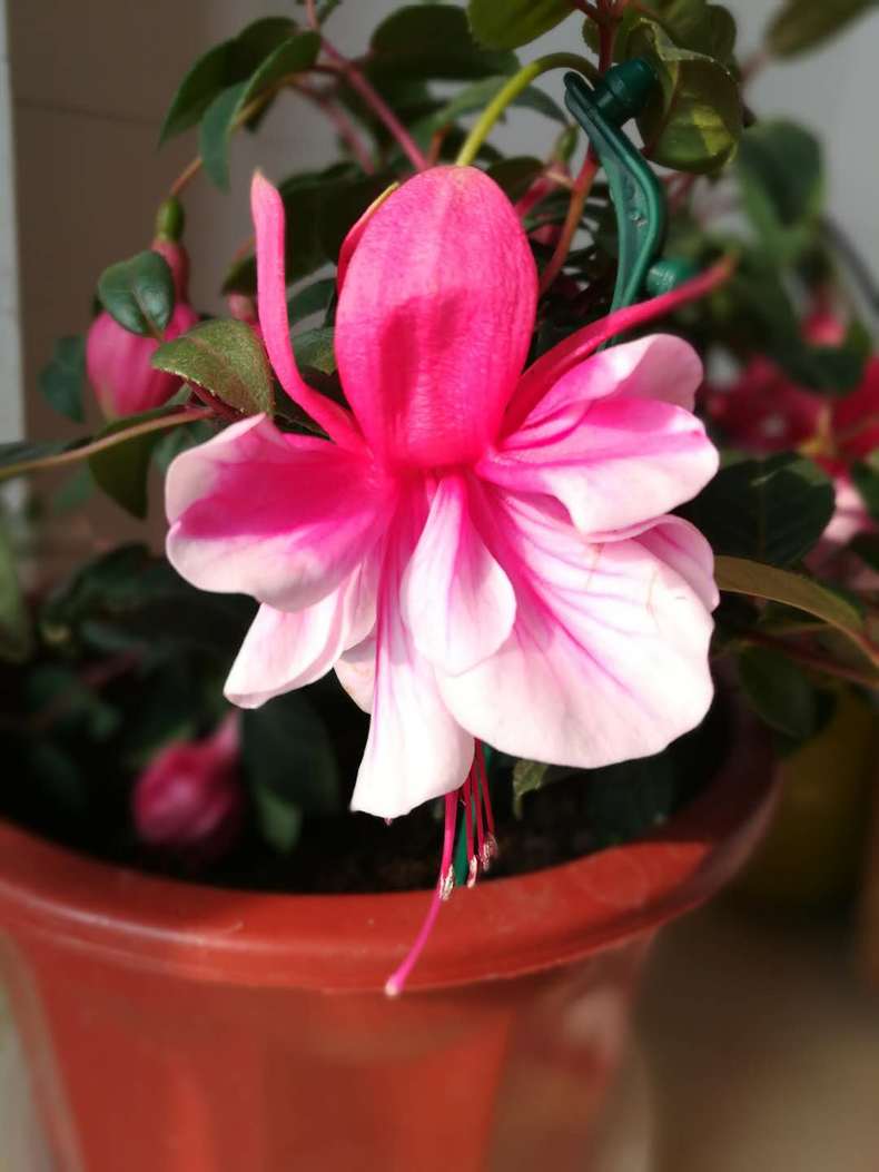 倒挂金钟黄叶,这样重新栽种,不再黄叶!_叶子