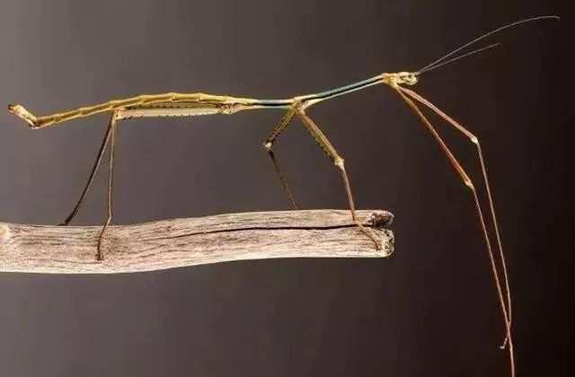 你能发现它吗?它是"会走路的树枝",贵州树林里也有_竹节虫