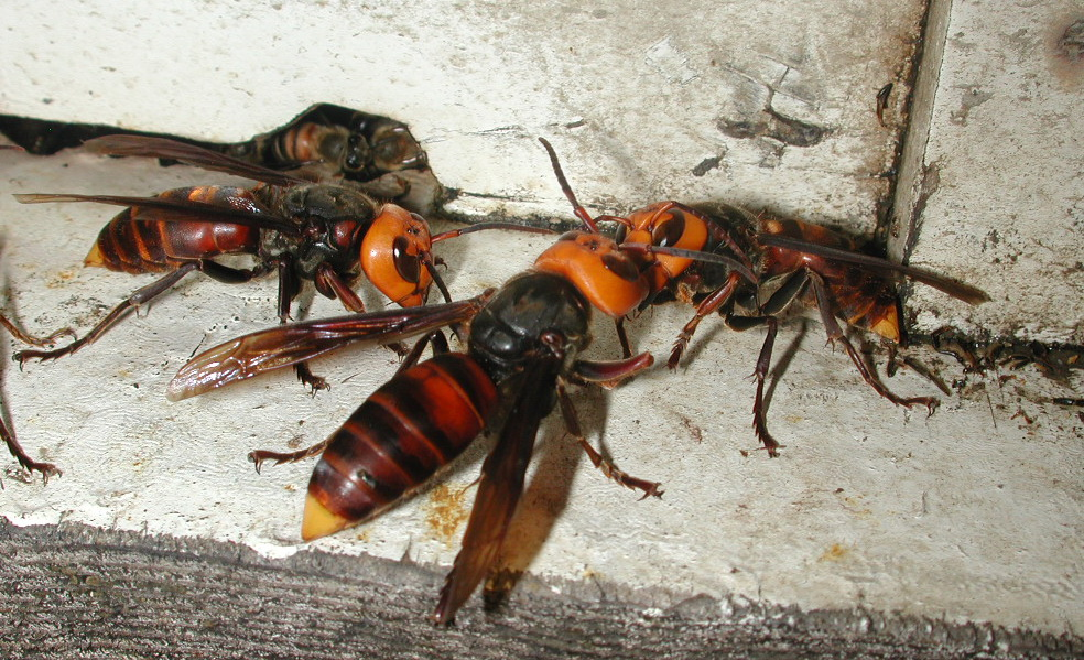 毒性猛烈的虎头蜂在户外遇到虎头蜂我们怎么办