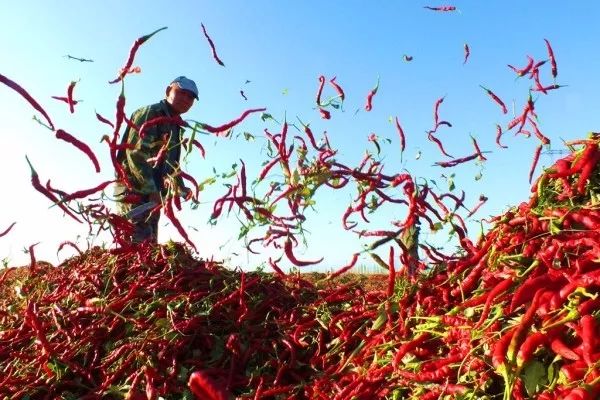 安徽:育种技术成熟安徽黄淮地区气候条件适宜辣椒生长,是我国三大辣椒