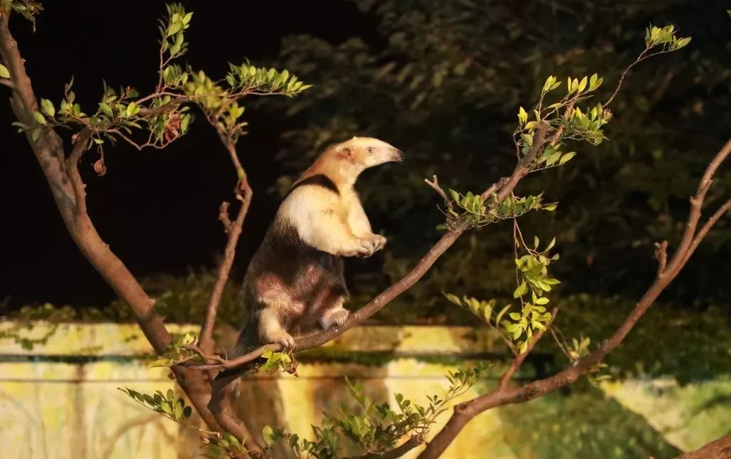 热闹的"飞熊山庄"你可以欣赏到它们带来的,高空取