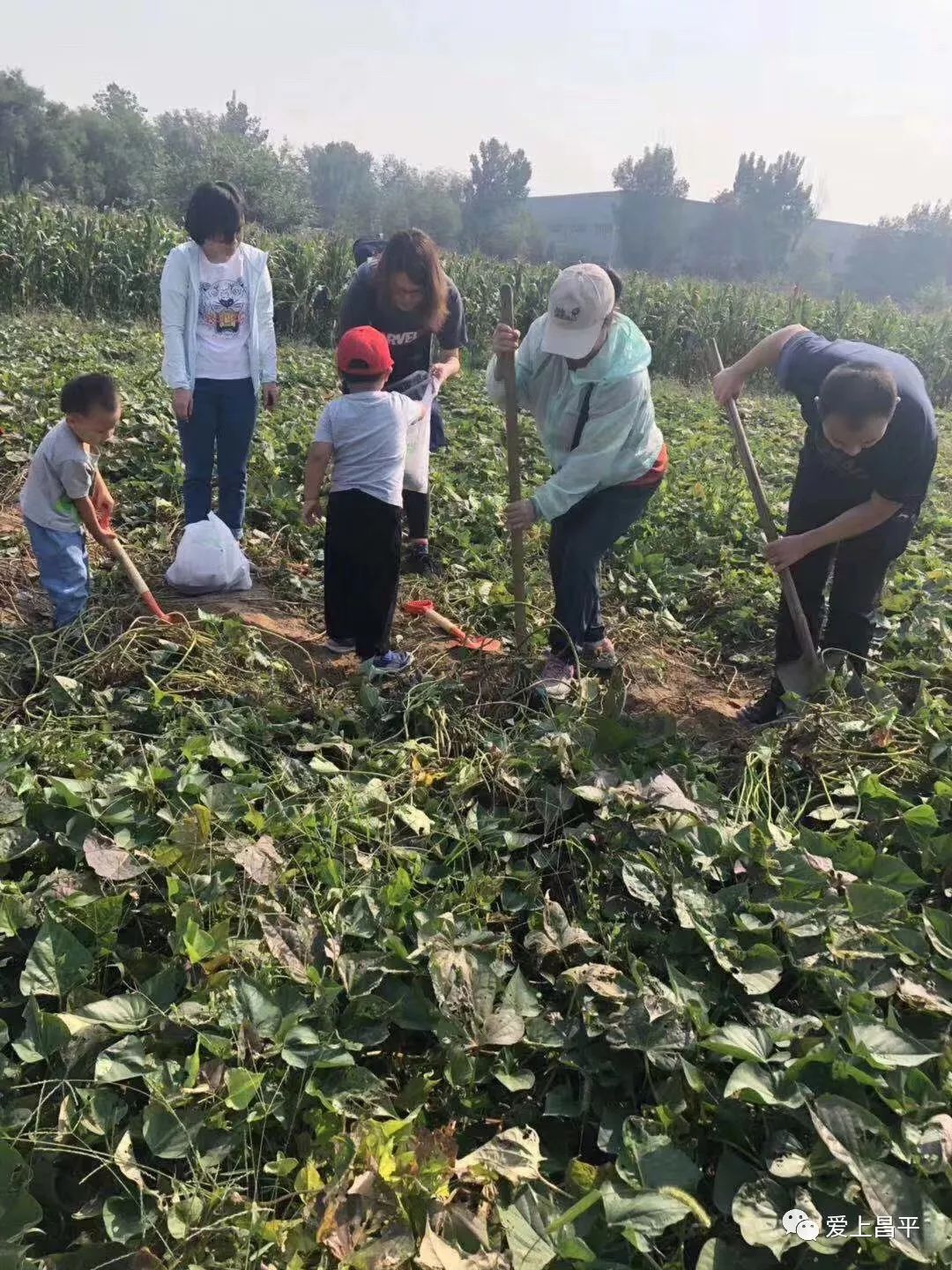 带娃干农活儿南口农场挖红薯摘玉米采摘正当时