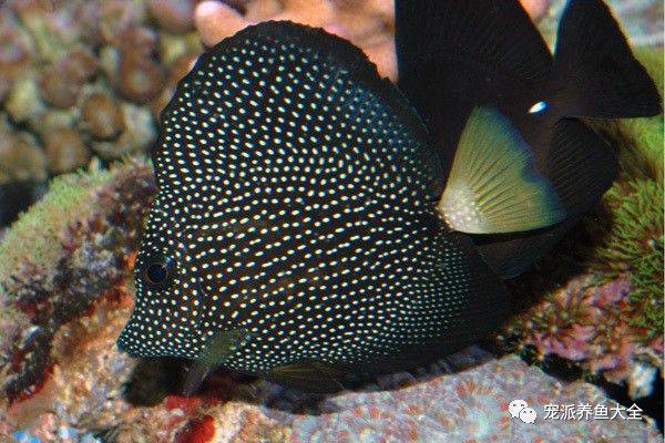每日一鱼 | 珍珠吊,体色为黑色带有白色斑点