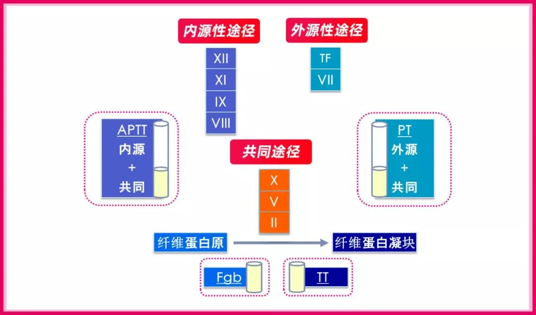 凝血瀑布学说图片